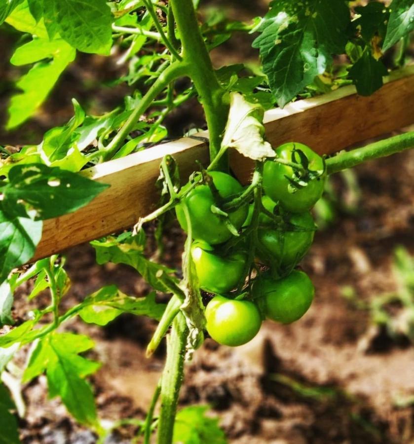 La Chimenea Verde Tacoronte Luaran gambar